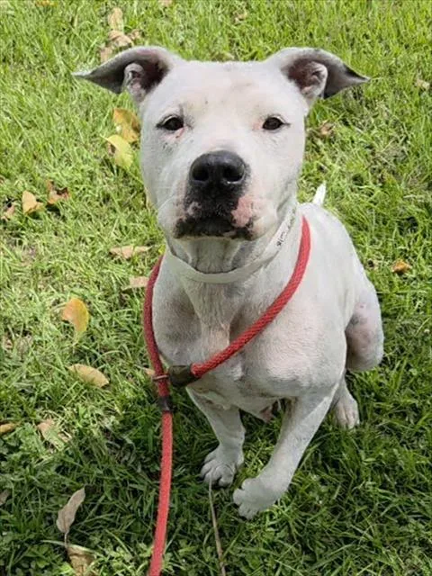 A young large-sized female American Staffordshire Terrier dog named Domino for adoption in Fort Lauderdale, FL