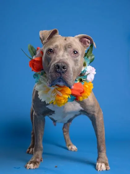 An adult large-sized female Pit Bull Terrier dog named Ruby for adoption in Atlanta, GA