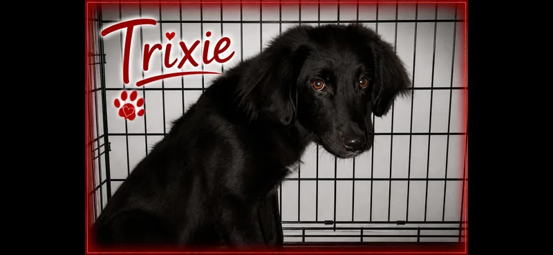 A baby medium-sized female Border Collie dog named Trixie for adoption in Aurora, IL