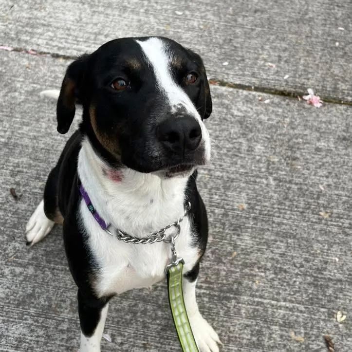 An adult medium-sized male Pit Bull Terrier dog named Momo for adoption in Eugene, OR