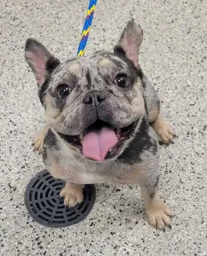 An adult small-sized female Gray / Blue / Silver French Bulldog dog named Halo for adoption in Kansas City, MO