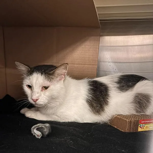 An adult medium-sized male Domestic Short Hair cat named Max for adoption in Des Moines, IA