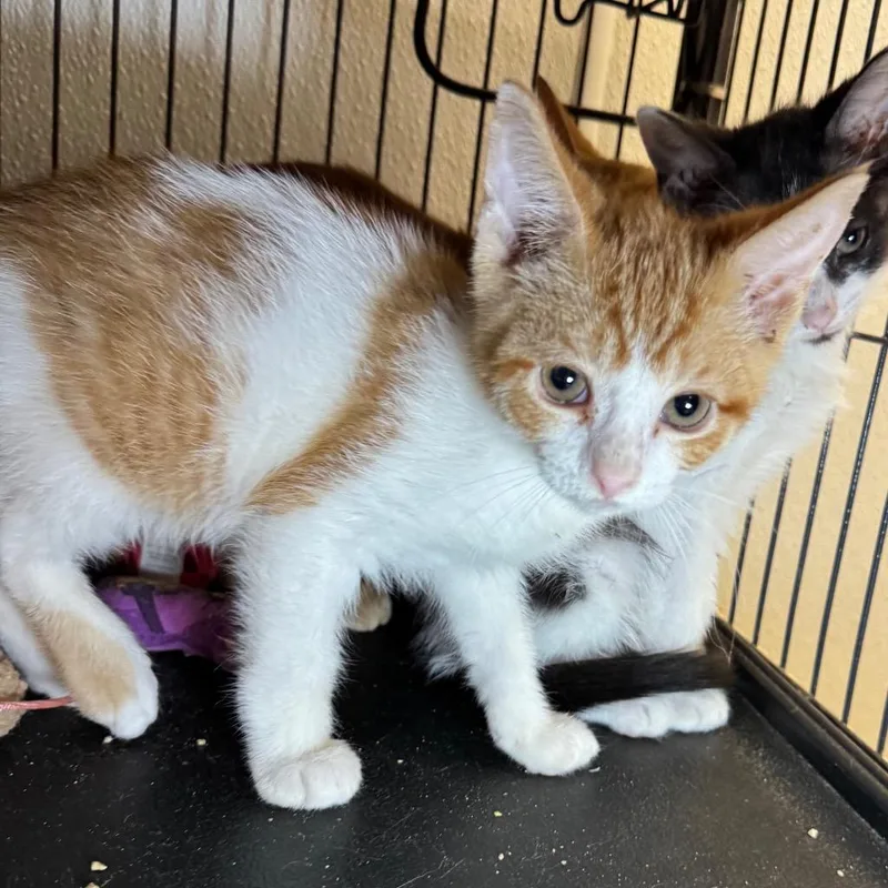 A baby small-sized male Domestic Short Hair cat named Sherbert for adoption in Saginaw, MI