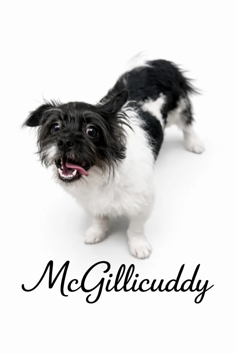Mcgillicuddy