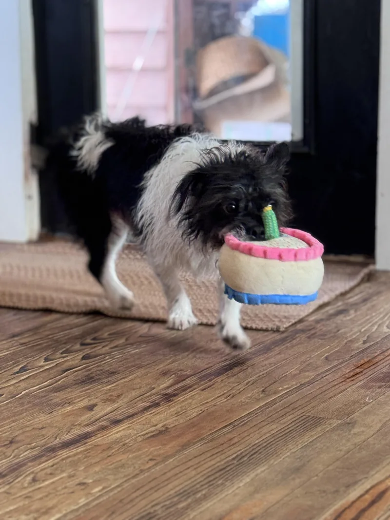 Mcgillicuddy thumbnail 3