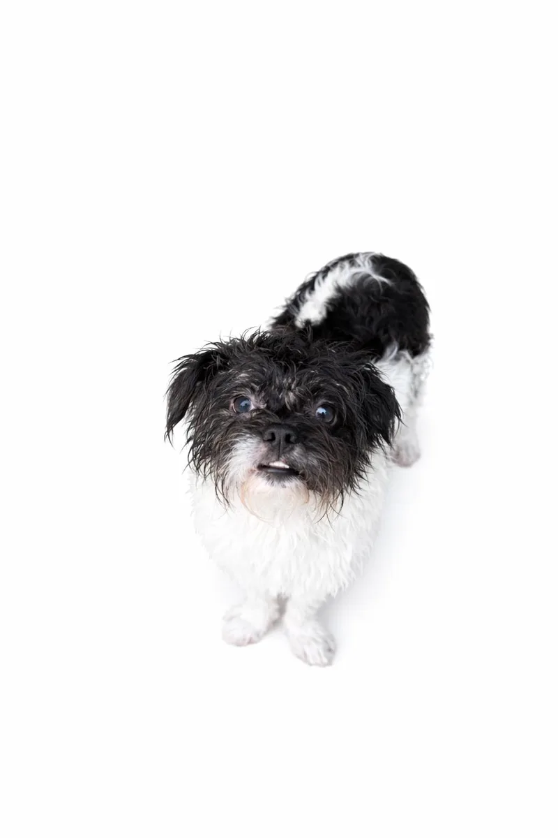 Mcgillicuddy thumbnail 4