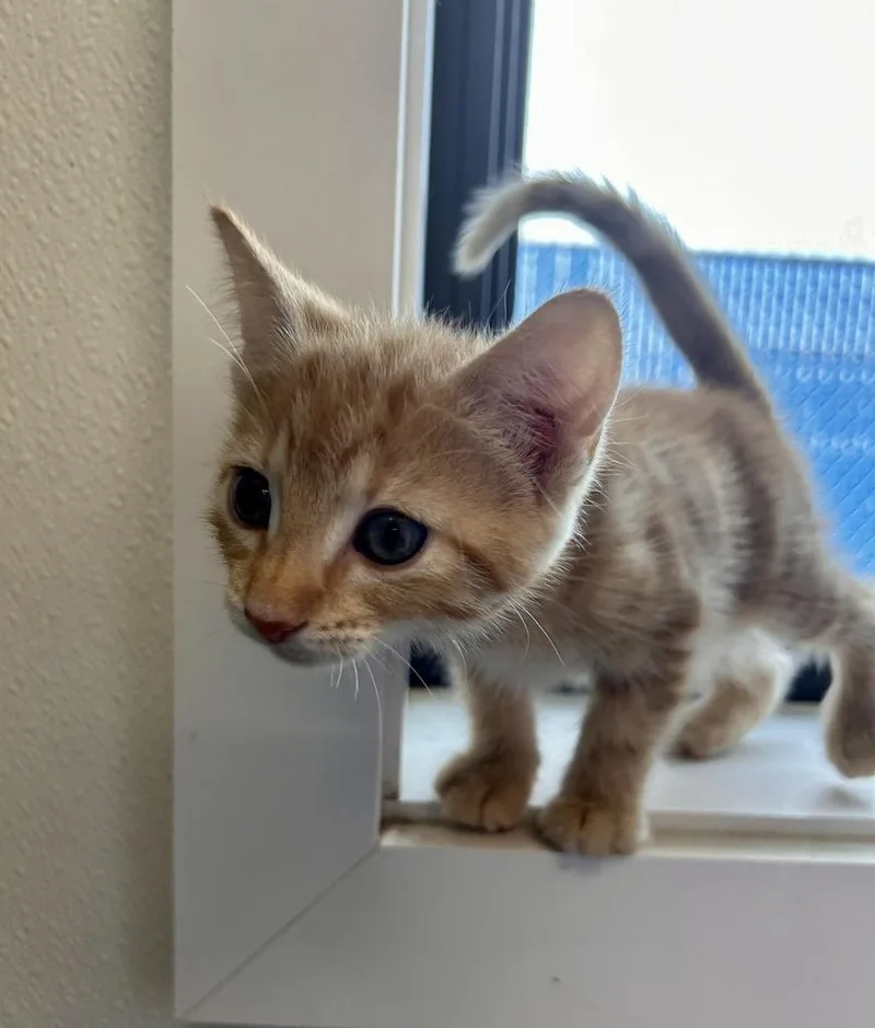 A baby medium-sized female Domestic Short Hair cat named Hookfang for adoption in Minot, ND