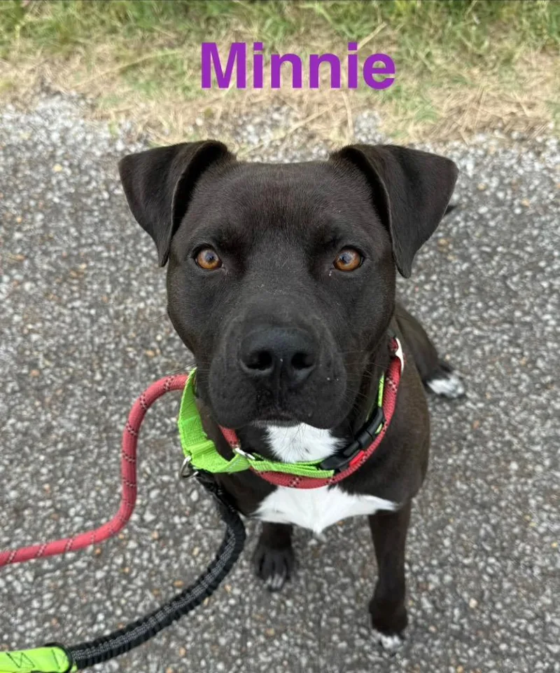 A young medium-sized female Pit Bull Terrier dog named Minnie for adoption in Camden, TN