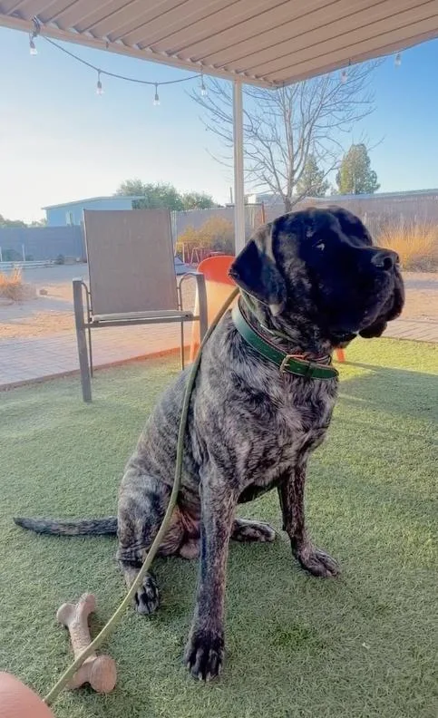 A young extra large-sized male Mastiff dog named Benny for adoption in Glendale, AZ