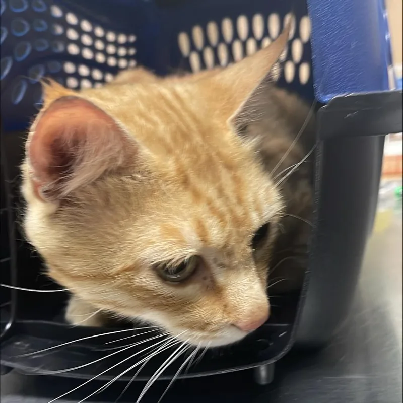 An adult large-sized male Orange / Red Domestic Short Hair cat named Chunky Monkey for adoption in Tacoma, WA
