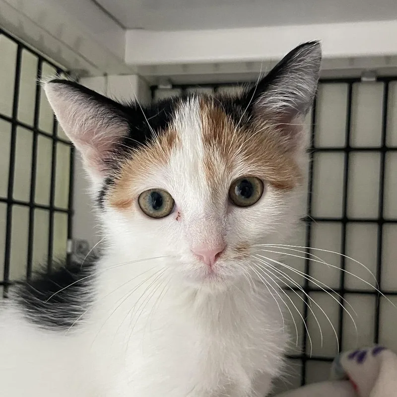 A baby small-sized female Domestic Short Hair cat named Candy from HR for adoption in Chicago, IL