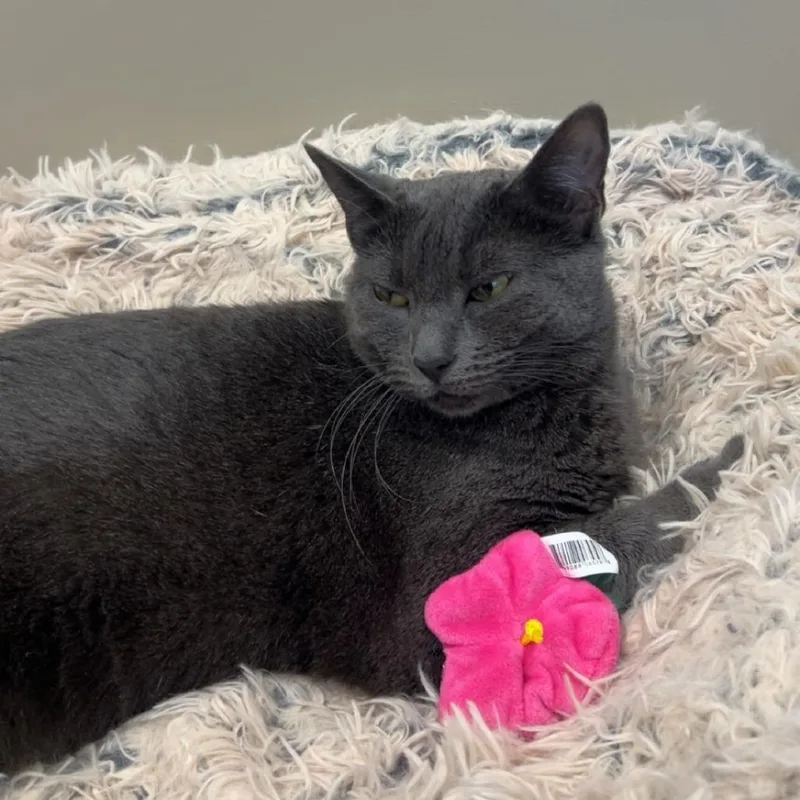 An adult large-sized female Gray / Blue / Silver Domestic Short Hair cat named Vita for adoption in Sonoma, CA
