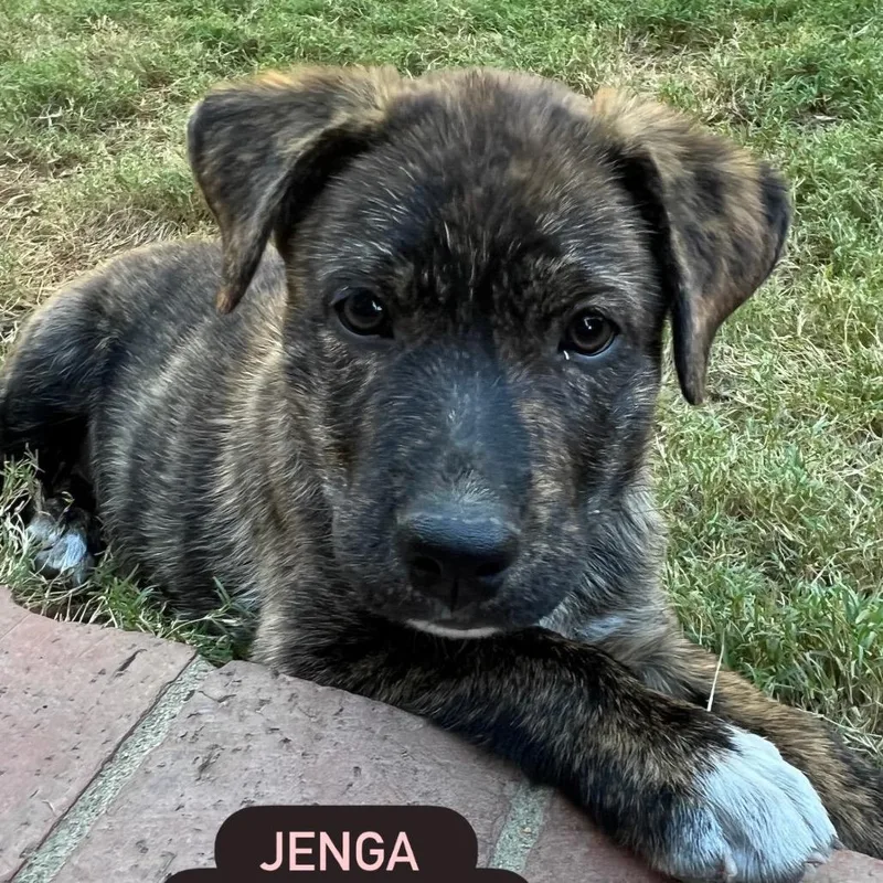 A baby small-sized male Brindle Staffordshire Bull Terrier dog named Jenga for adoption in San Diego, CA
