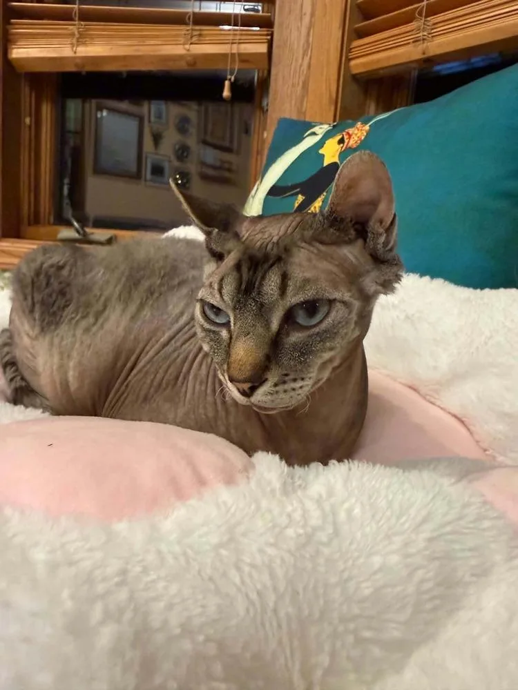 An adult small-sized female Gray / Blue / Silver Sphynx / Hairless Cat named Mochi for adoption in Plymouth, MN