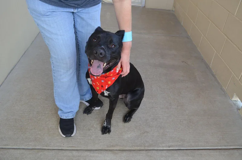 An adult large-sized male Pit Bull Terrier dog named Koa for adoption in McKinney, TX