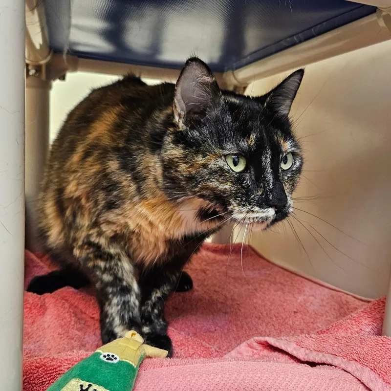 An adult extra large-sized female Tortoiseshell Domestic Short Hair cat named Olivia for adoption in Harrisonburg, VA