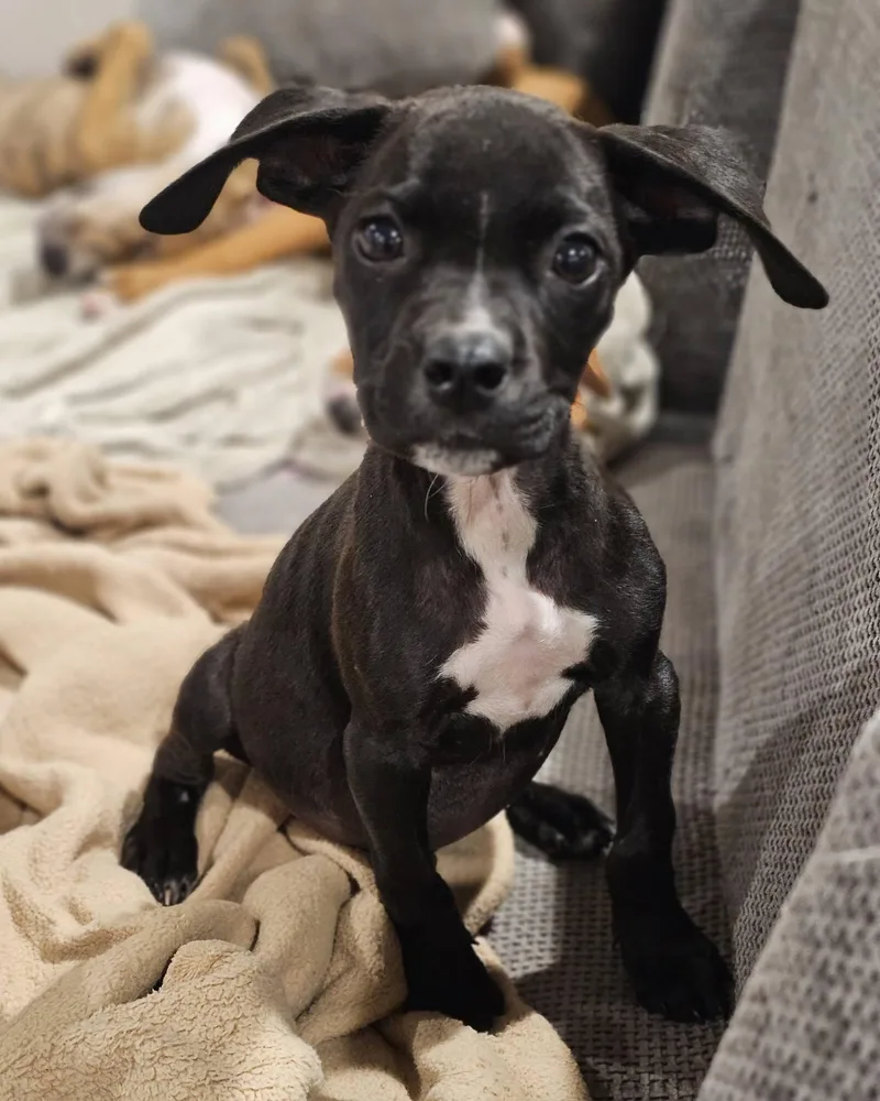 A young medium-sized male Black Labrador Retriever dog named Peanut Nut Litter for adoption in Sheboygan, WI