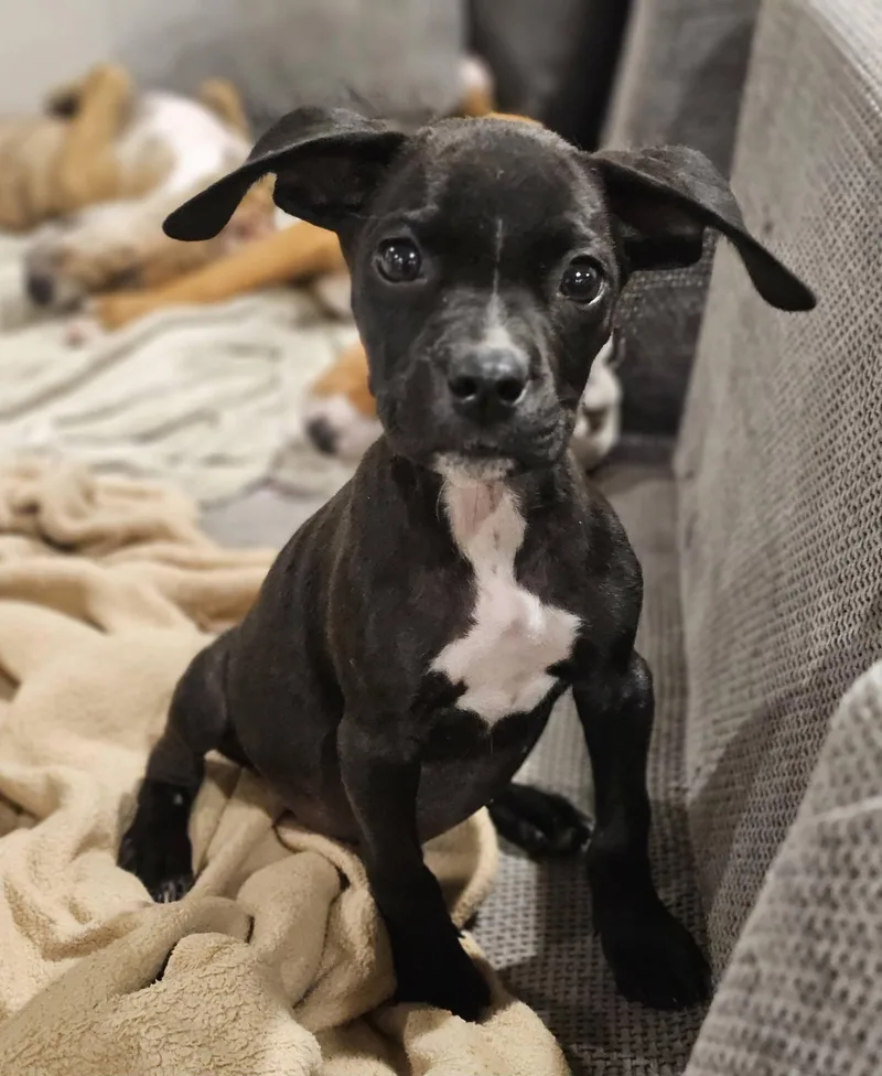 Peanut  Nut Litter thumbnail 2