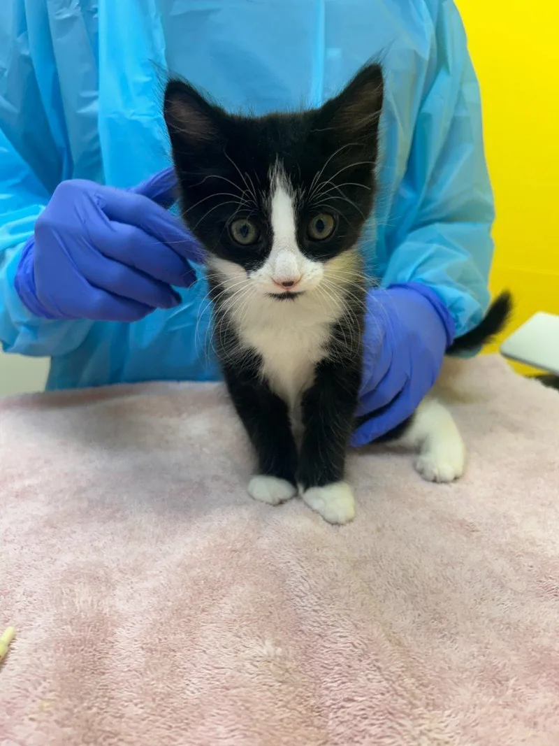 A baby small-sized male Domestic Short Hair cat named Acorn for adoption in Raleigh, NC