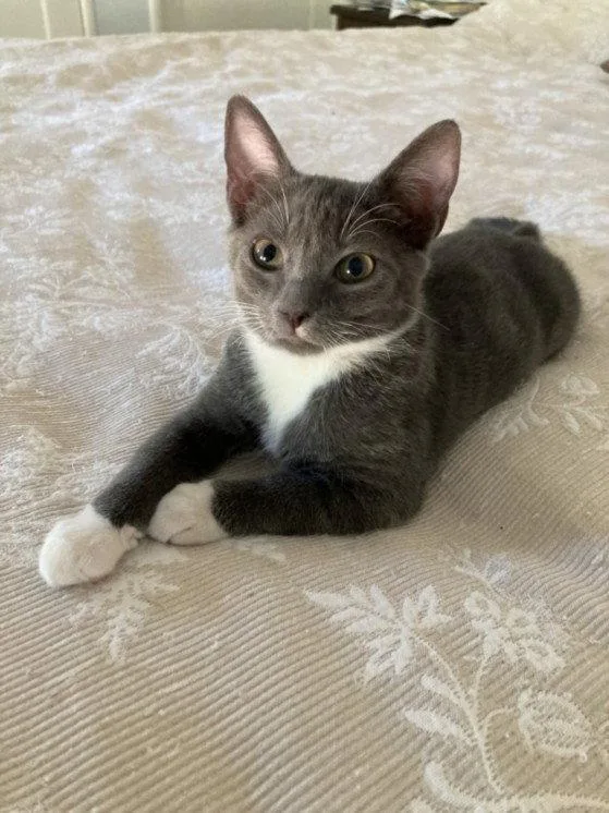 A baby small-sized female Gray / Blue / Silver Domestic Short Hair cat named Gris for adoption in Woodland, CA