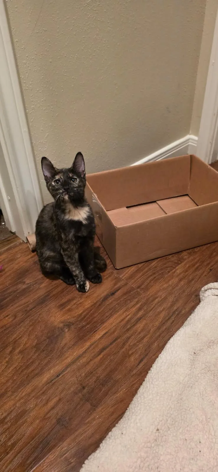 A baby medium-sized female Domestic Short Hair cat named Lady bug for adoption in Magnolia, TX