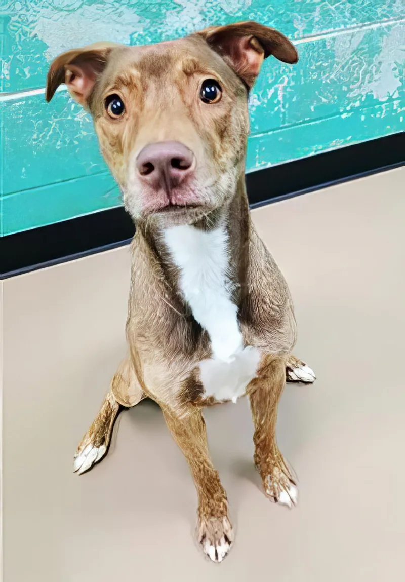 An adult medium-sized female Brindle Mixed Breed dog named Kokomo for adoption in Nashville, TN