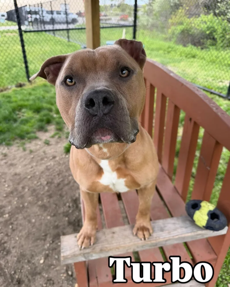 An adult medium-sized male White / Cream Pit Bull Terrier dog named Turbo Tag for adoption in Central Islip, NY