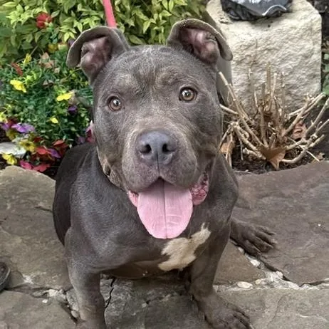 A young medium-sized male Black American Staffordshire Terrier dog named Bruno for adoption in Williston, VT