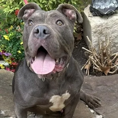 Bruno thumbnail 3
