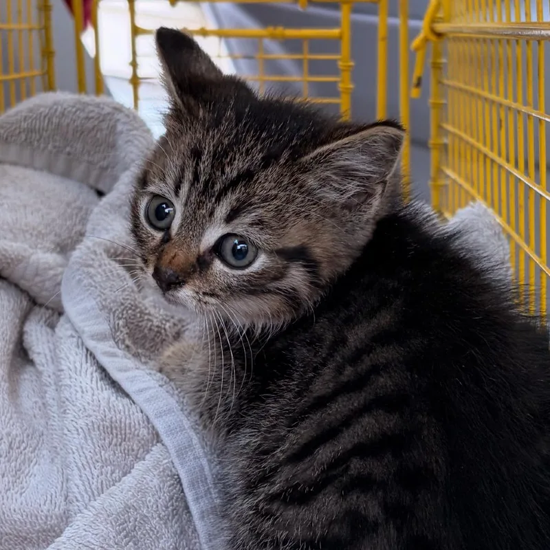 A baby small-sized male Gray / Blue / Silver Domestic Short Hair cat named CeCe for adoption in Newark, NJ