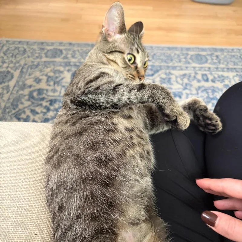 A young medium-sized female Brown / Chocolate Domestic Short Hair cat named Apple Pie for adoption in Evanston, IL
