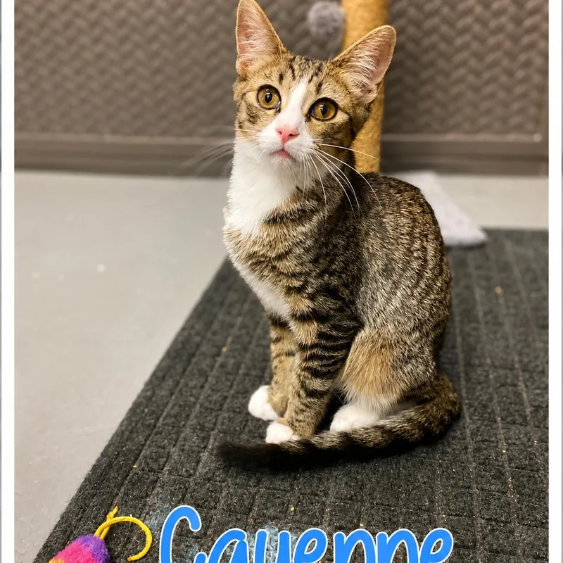 Cayenne