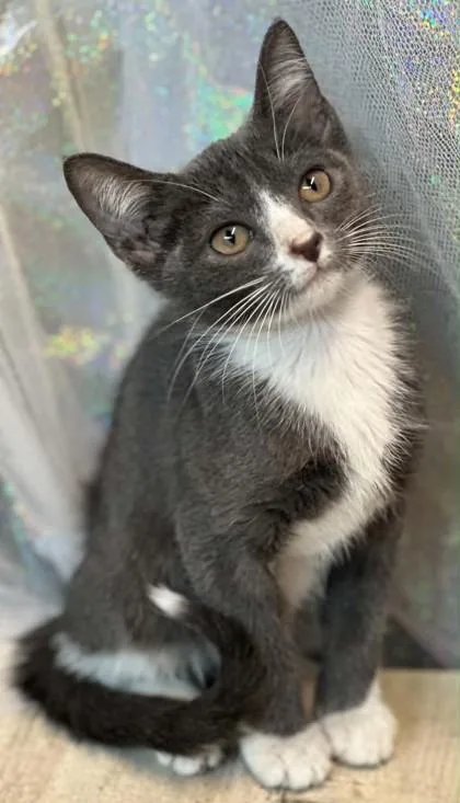 An adult small-sized male Domestic Short Hair cat named Silver for adoption in Shreveport, LA