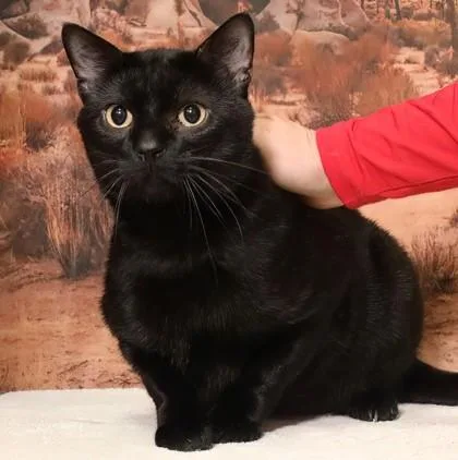 An adult small-sized male Domestic Short Hair cat named Purrvana for adoption in West Chester, PA
