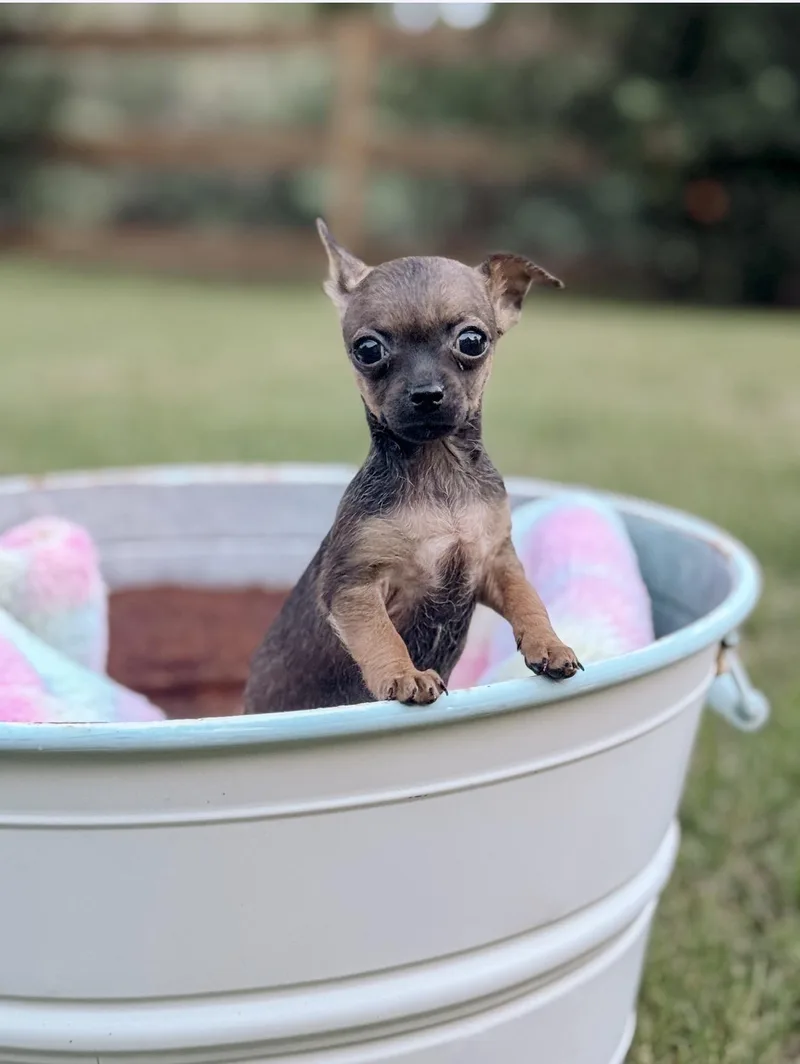 A baby small-sized female Brown / Chocolate Chihuahua dog named Butterfly for adoption in Houston, TX