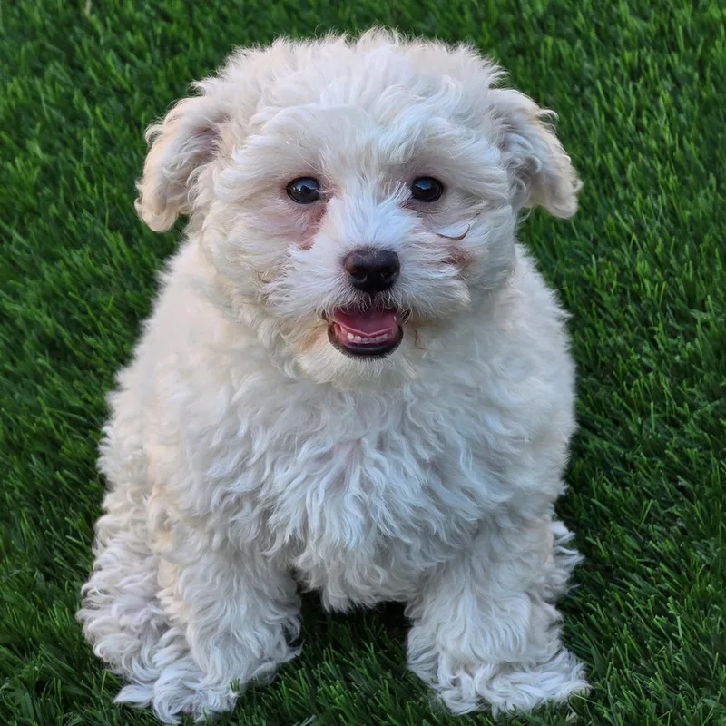 A baby small-sized female Maltese dog named Pizza Pup  Pesto for adoption in San Diego, CA