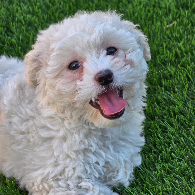 Pizza Pup  Pesto thumbnail 2
