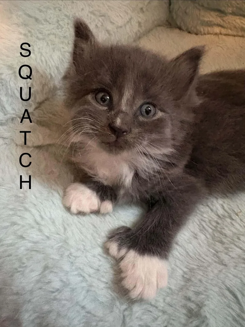 A baby medium-sized female Gray & White Domestic Medium Hair cat named Sawquash for adoption in Westfield, MA