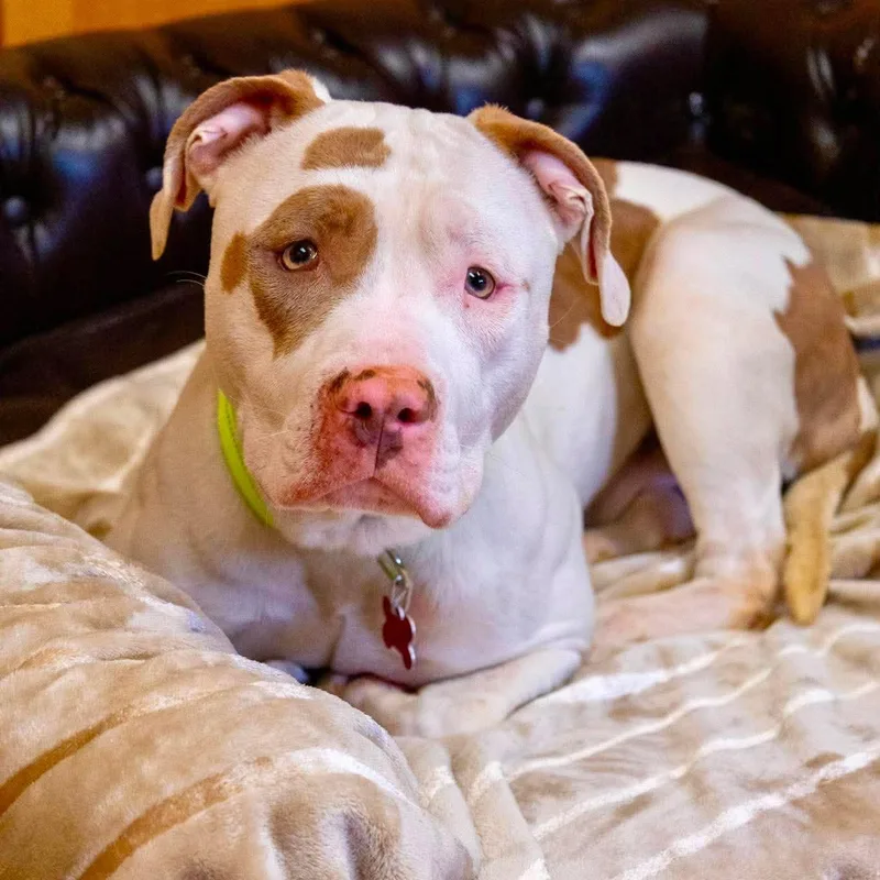 A young medium-sized male Pit Bull Terrier dog named Scooter for adoption in Valparaiso, IN