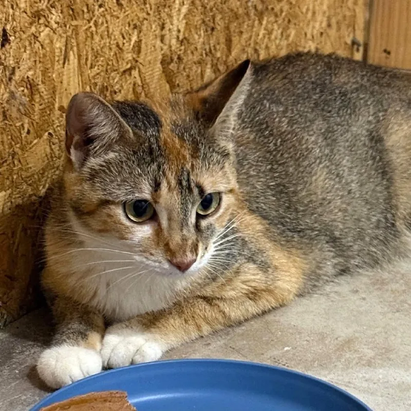 An adult medium-sized female Domestic Short Hair cat named Cali for adoption in Cumming, GA