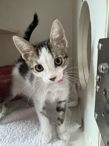 A baby small-sized male Brown / Chocolate Domestic Short Hair cat named Papalote for adoption in Oakland, CA