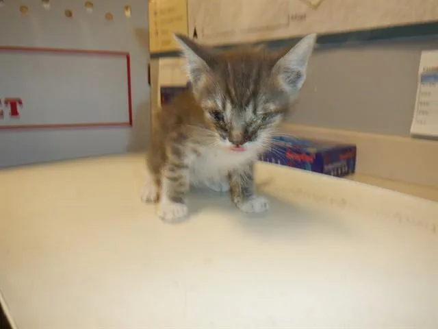 A baby small-sized female Domestic Short Hair cat named Elephant for adoption in San Jose, CA