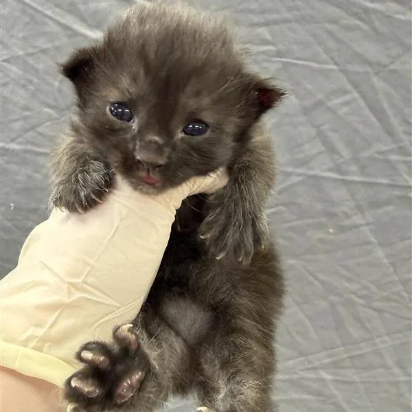 A baby small-sized female Black Domestic Short Hair cat named Molly for adoption in Houston, TX