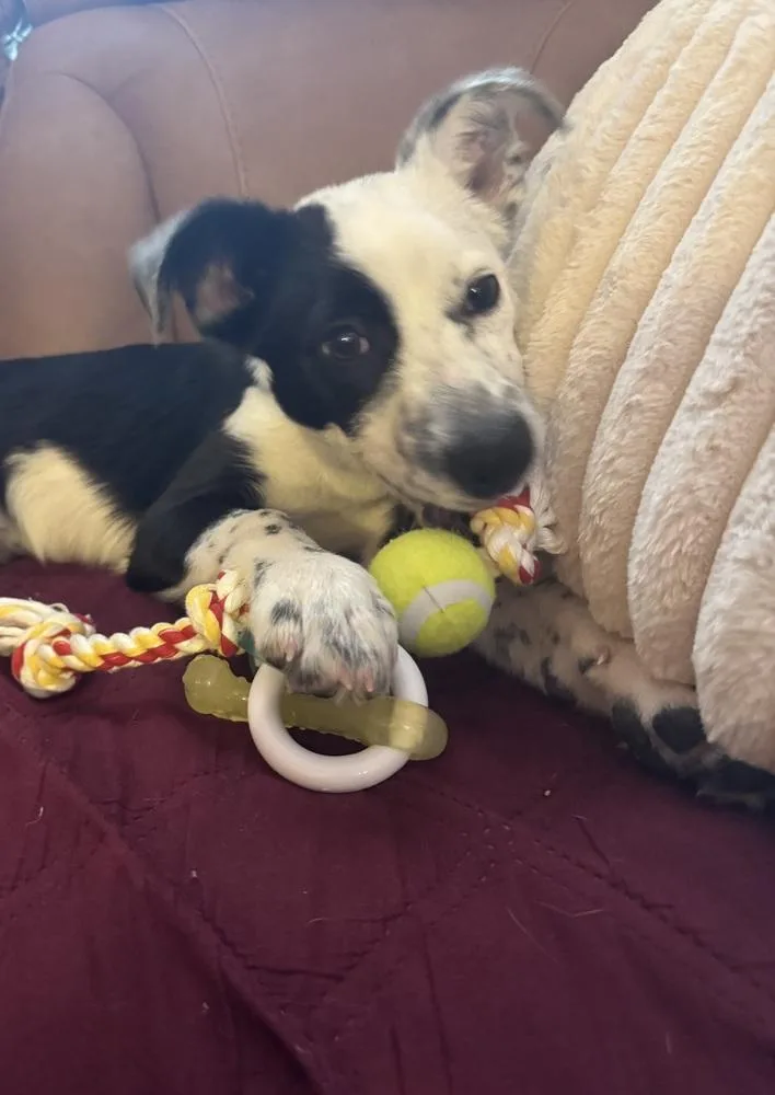 A baby medium-sized male Tricolor (Brown, Black, & White) Border Collie dog named Gingerbread for adoption in Armonk, NY