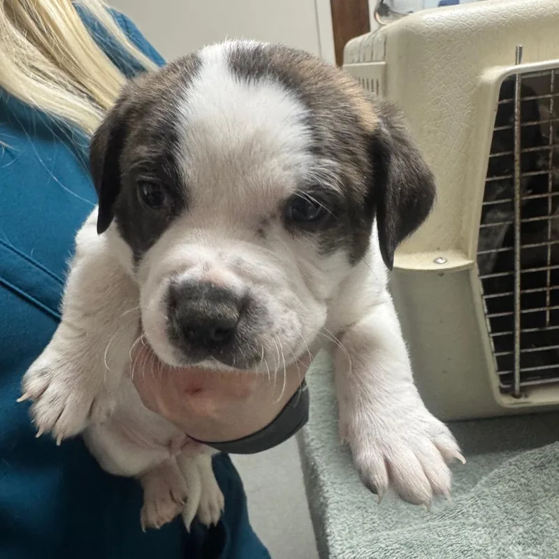 A baby small-sized male Brindle Mixed Breed dog named Flareon for adoption in Gainesville, FL