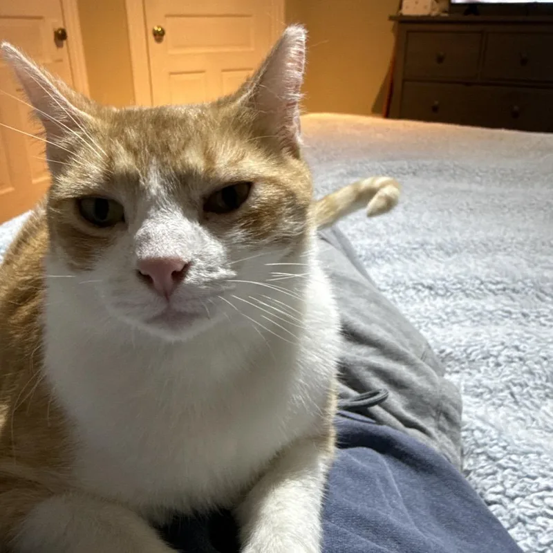 Isabelle thumbnail 2