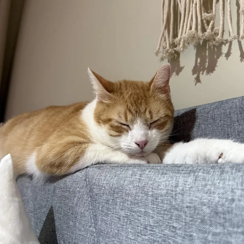 Isabelle thumbnail 3