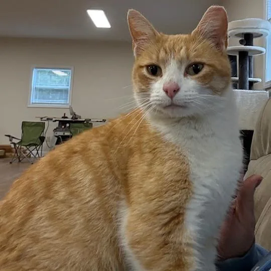 Isabelle thumbnail 4