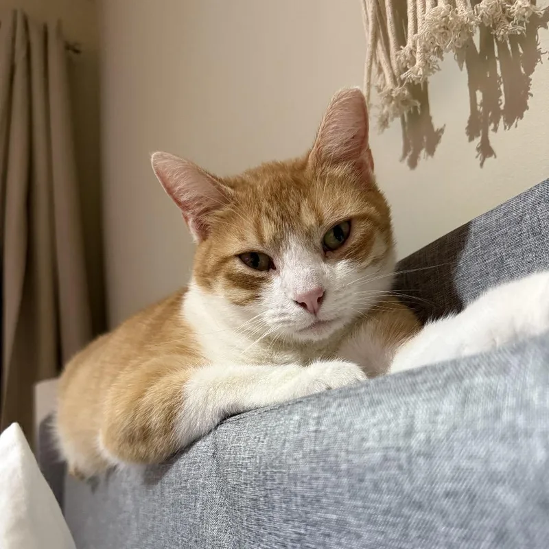 Isabelle thumbnail 5