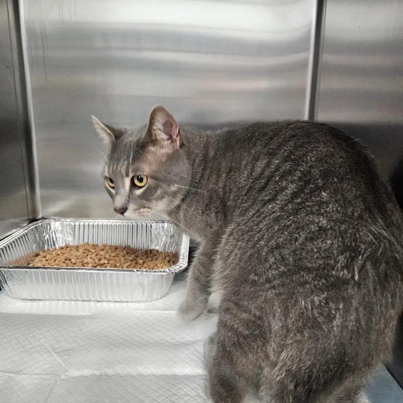 An adult large-sized male Gray / Blue / Silver Domestic Short Hair cat named Orion for adoption in Greensboro, NC